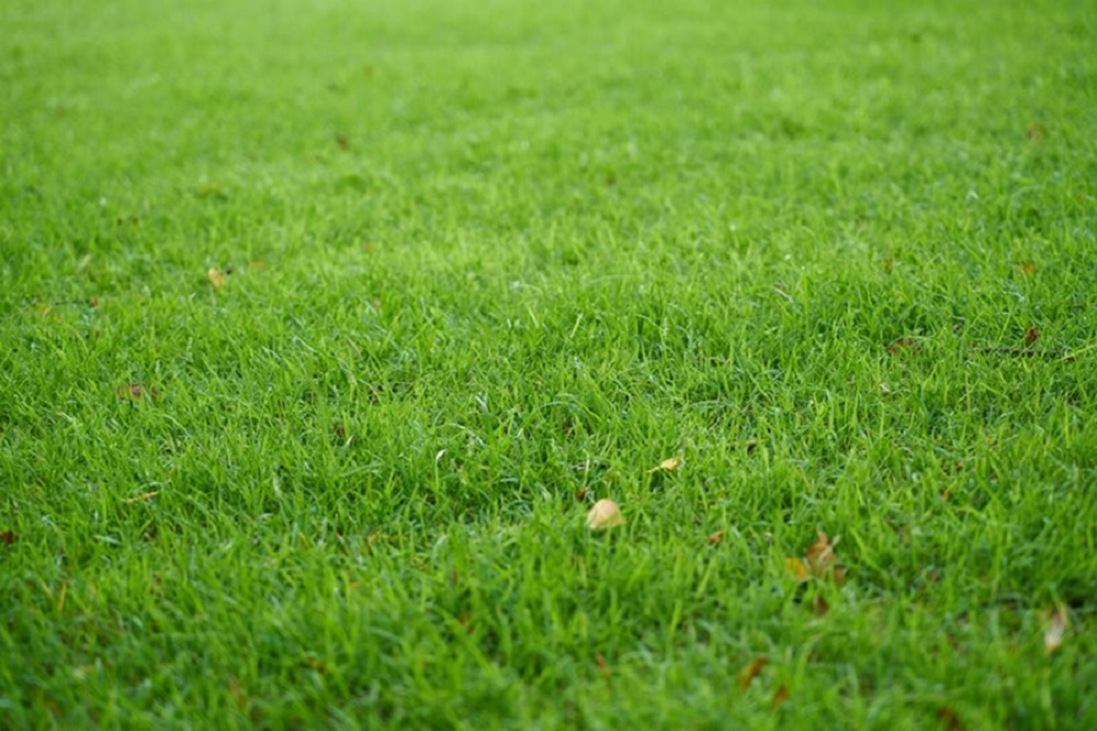 Buffalo Grass Installation